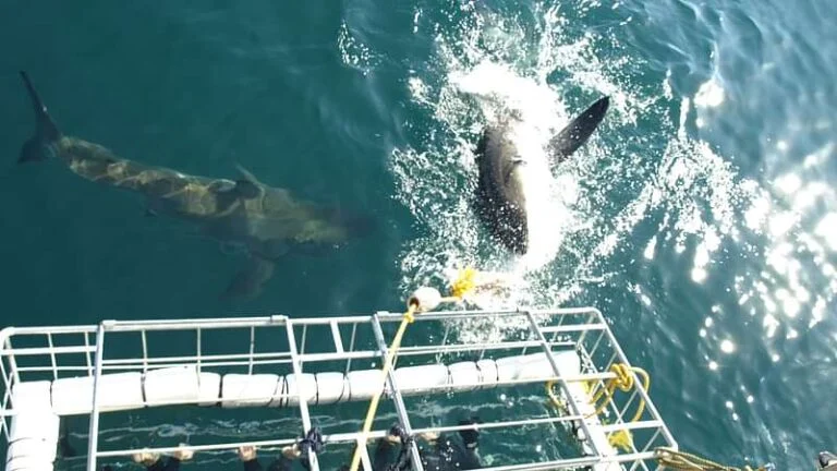 Shark Cage Diving Self Drive Tour